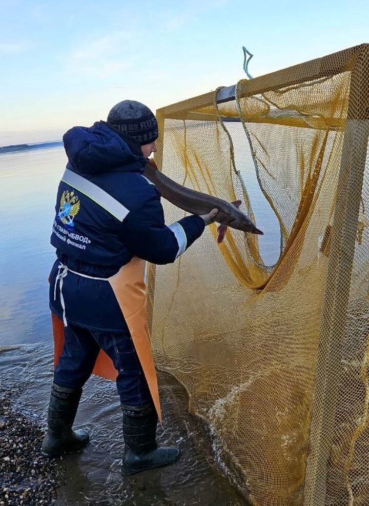 Выпуск в реку Енисей живых производителей стерляди. Источник: fish.gov.ru.