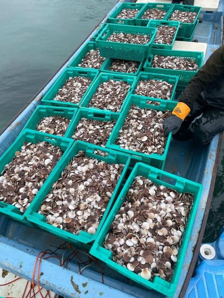 Дальневосточные гребешки и трепанги. Источник: fish.gov.ru.