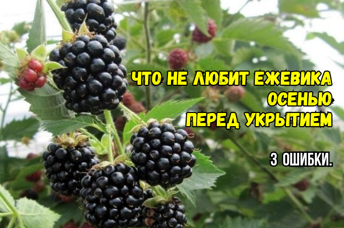 Ежевика осенью: 3 ненужных дела - медвежья услуга. Снижают зимостойкость, ежевика подпревает, подмерзает и ягод не дает. Агрономы советуют