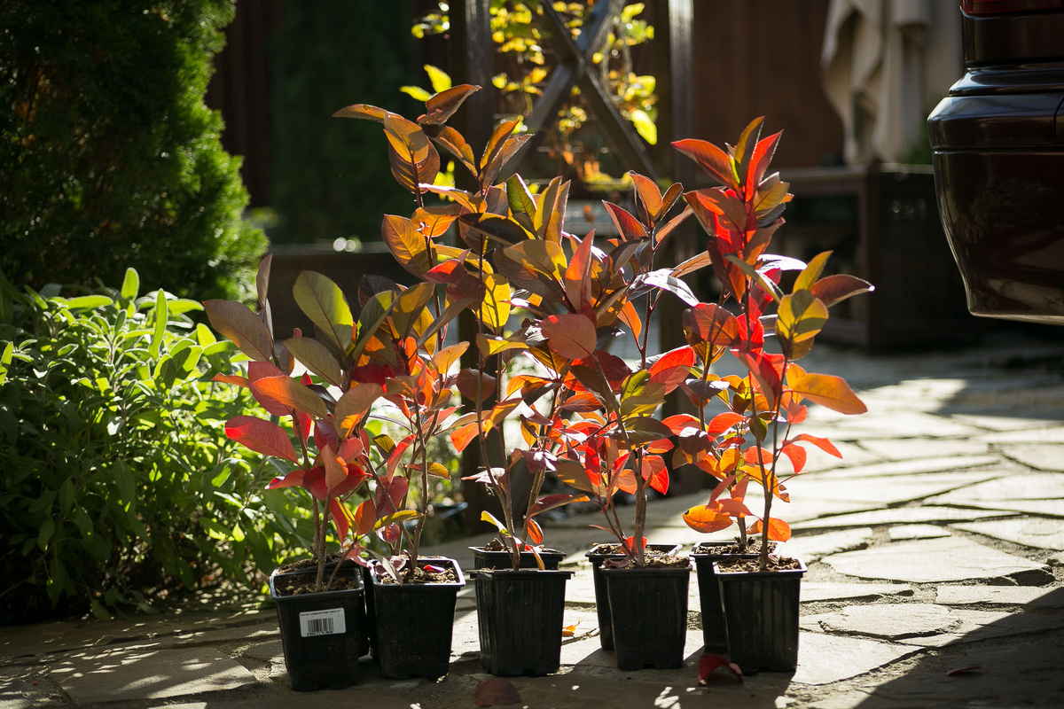 Автор фото Елена Якимова / Greenfingers