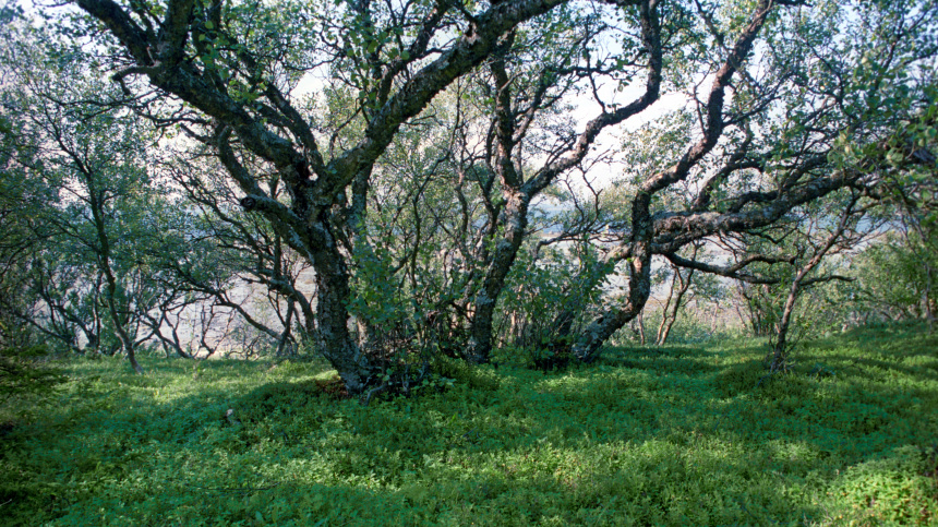    Фото: © РИА Новости/Александр Лыскин; 5-tv.ru