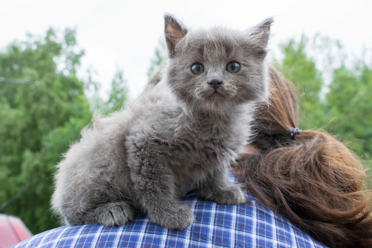 А к чему стремятся котики?