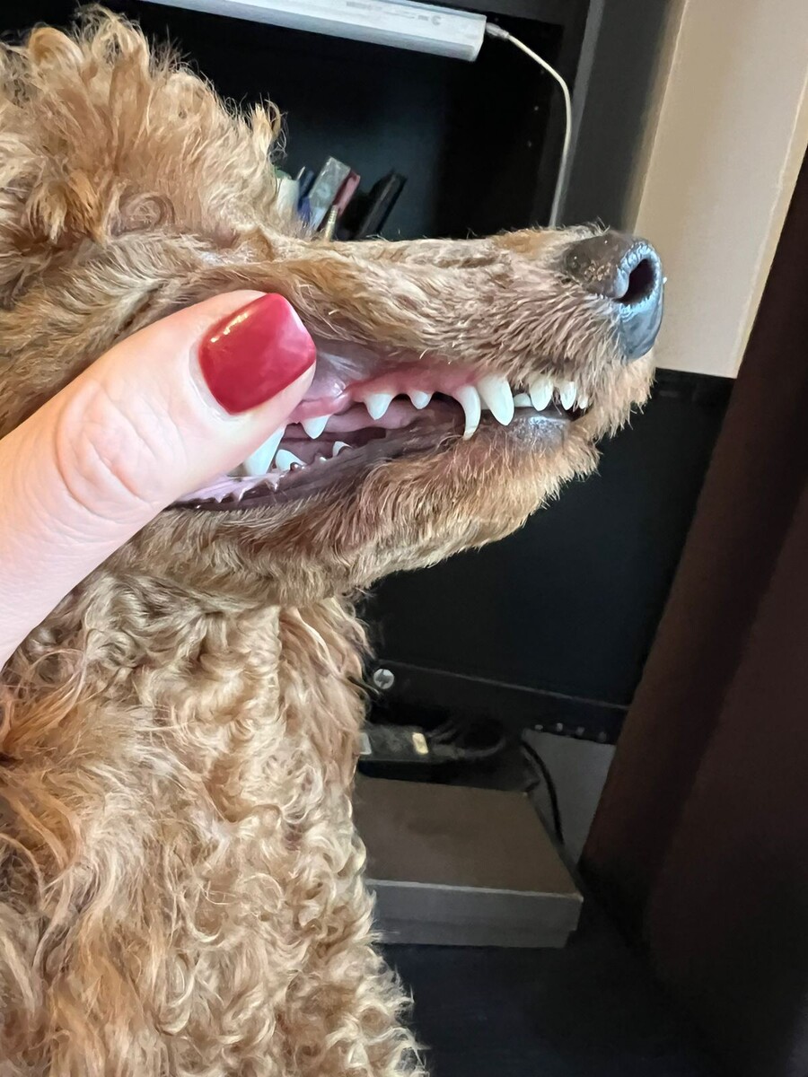 Молочный зуб не выпал и растет коренной