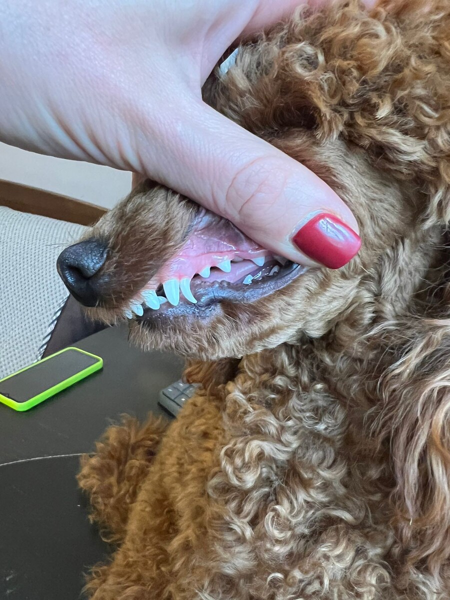 Молочный зуб не выпал, на его месте растет коренной