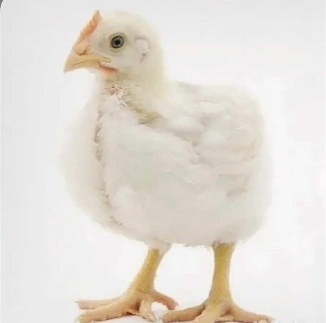 Картинка из открытых источников интернета