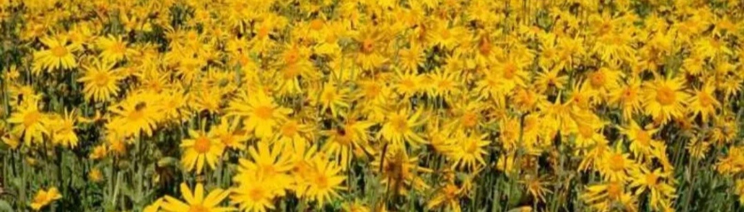 Целое поле арники.