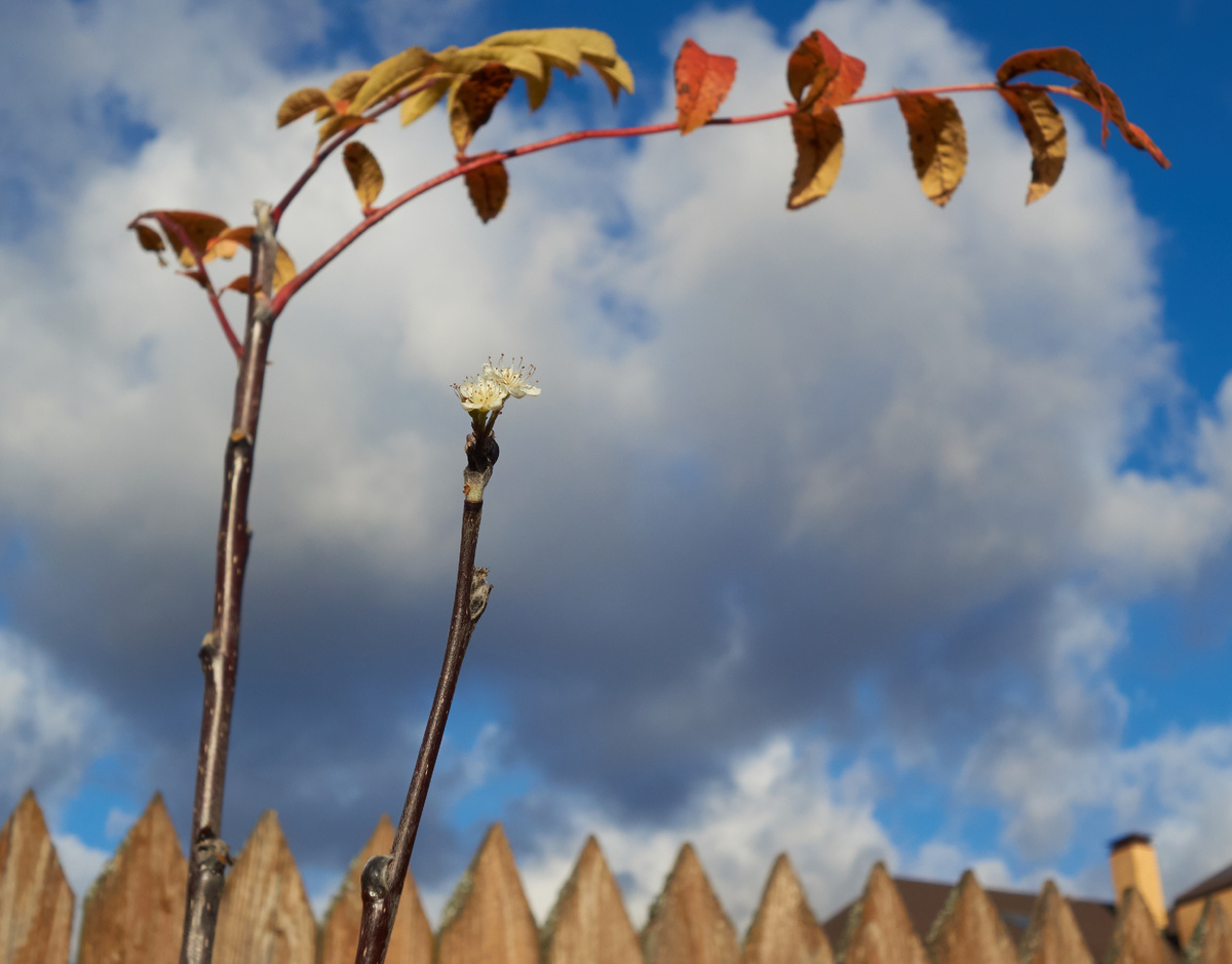 Цветущая рябина