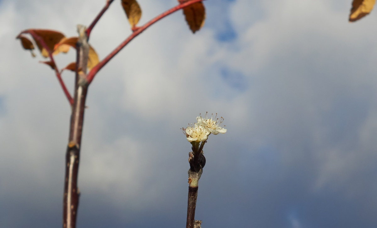 Рябина цветет