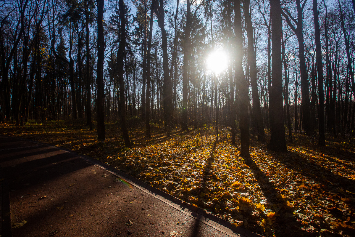Солнечный ноябрьский день в парке "Царицыно". Москва. Фото автора статьи  