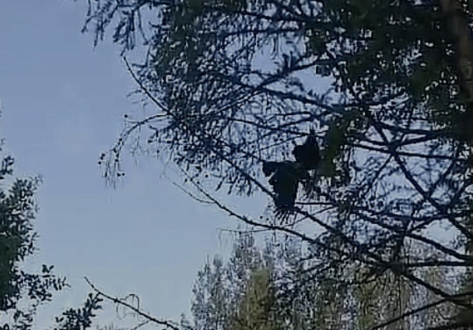 Карлуша в ловушке