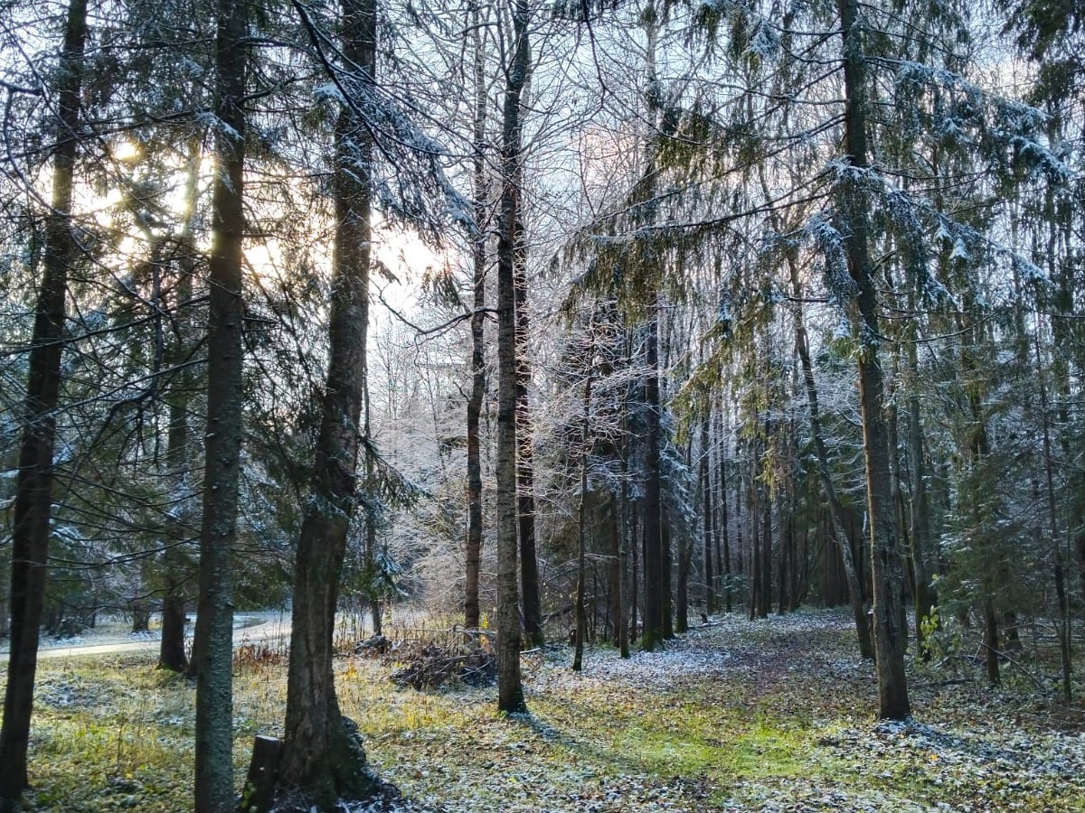 Утренний лес припорошен снежком