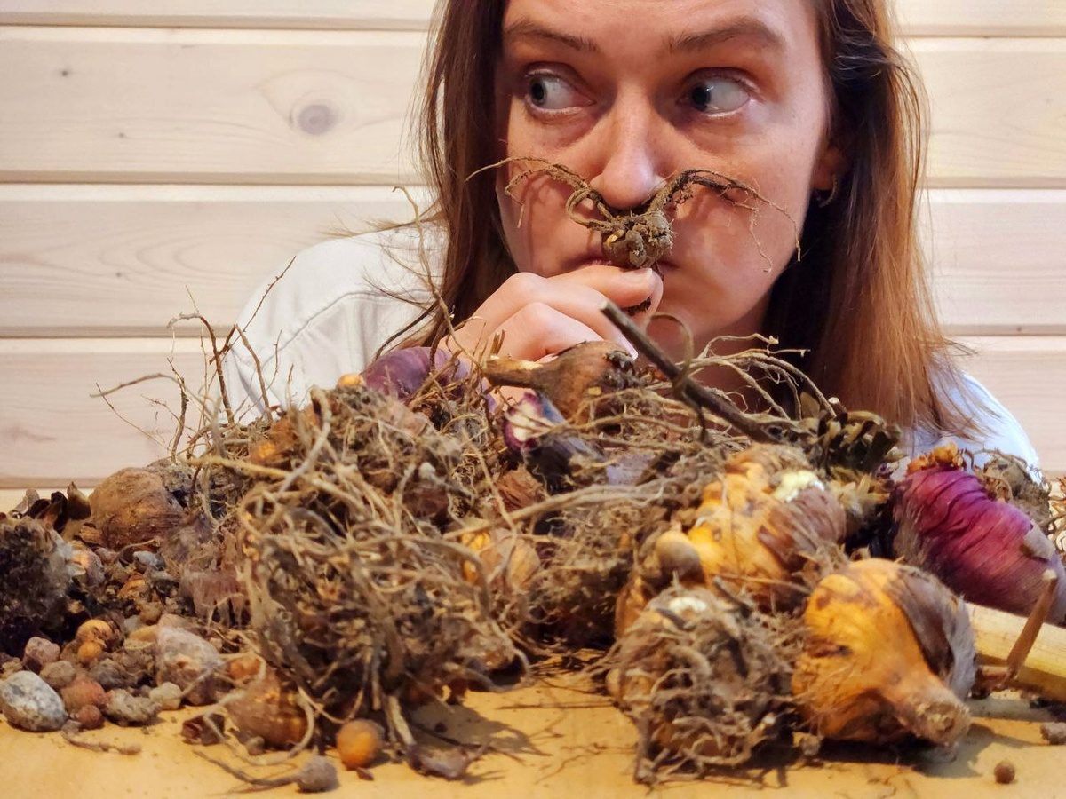 Корни мандрагоры. Потому что гладиолус