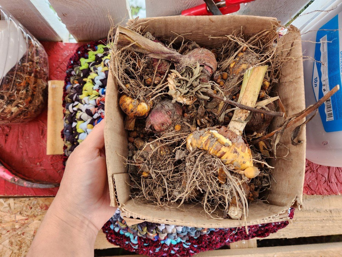 Луковицы гладиолуса