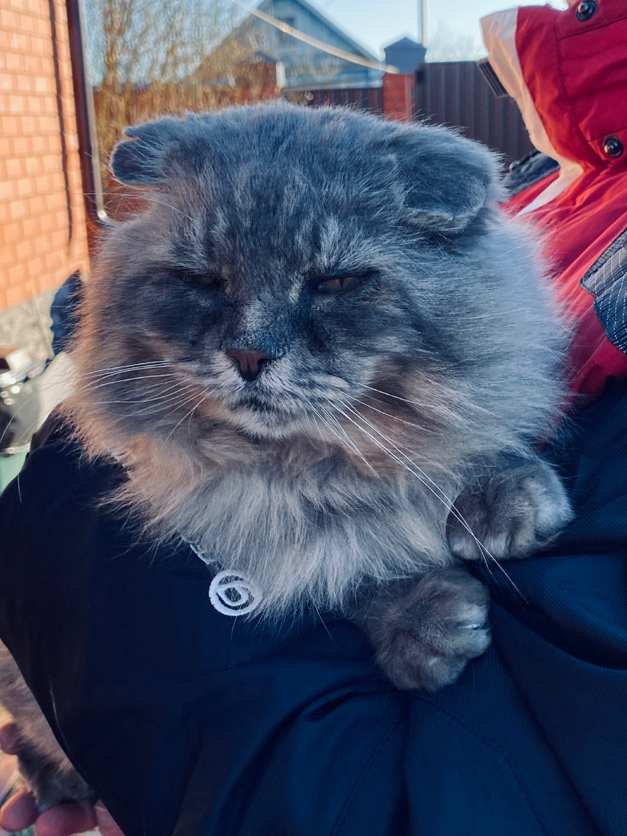 Ну, разве может такой милый котик грызть хозяйку !