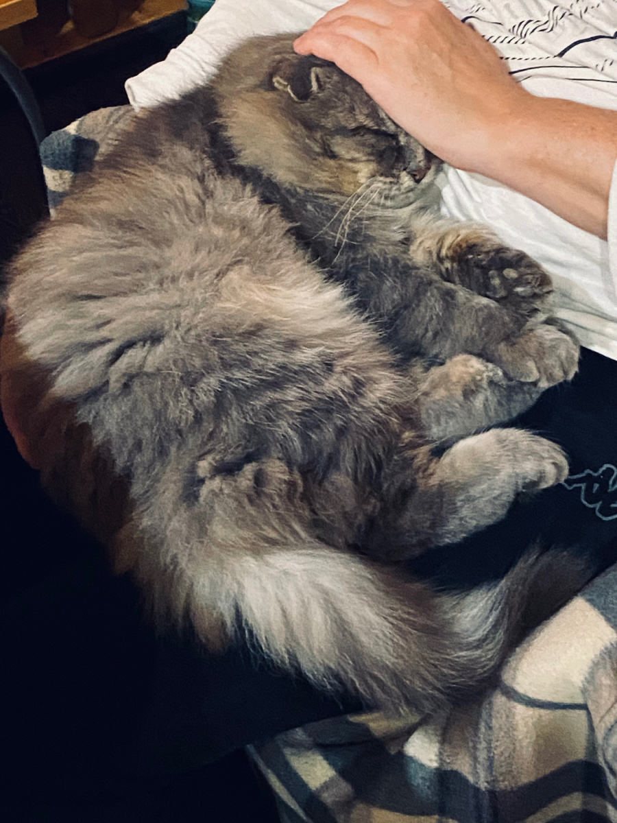 На ручках у хозяйки в общем тоже неплохо. Везде фото автора.