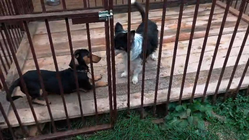 Тёма заигрывает с Жориком