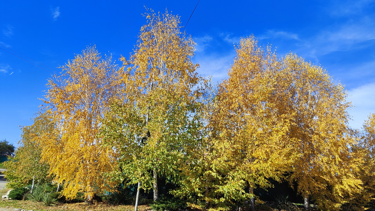 Катаются смотрят на деревья. Какие берёзы осенние красивые