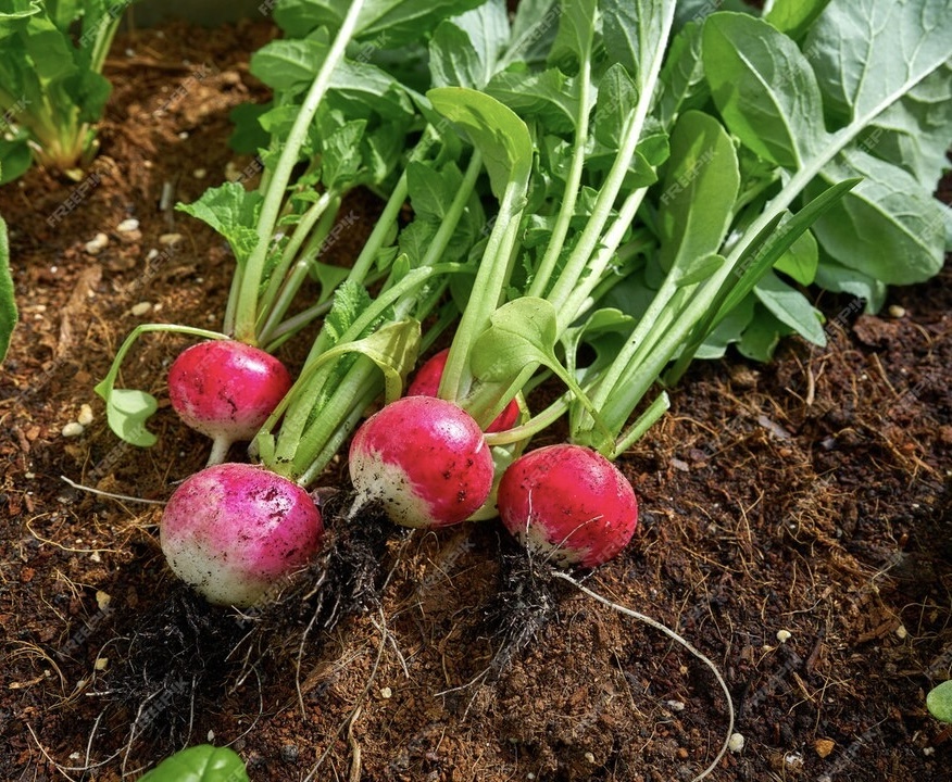 Редис сажала под зиму в 2023 году, в конце апреля уже была молодая редисочка.