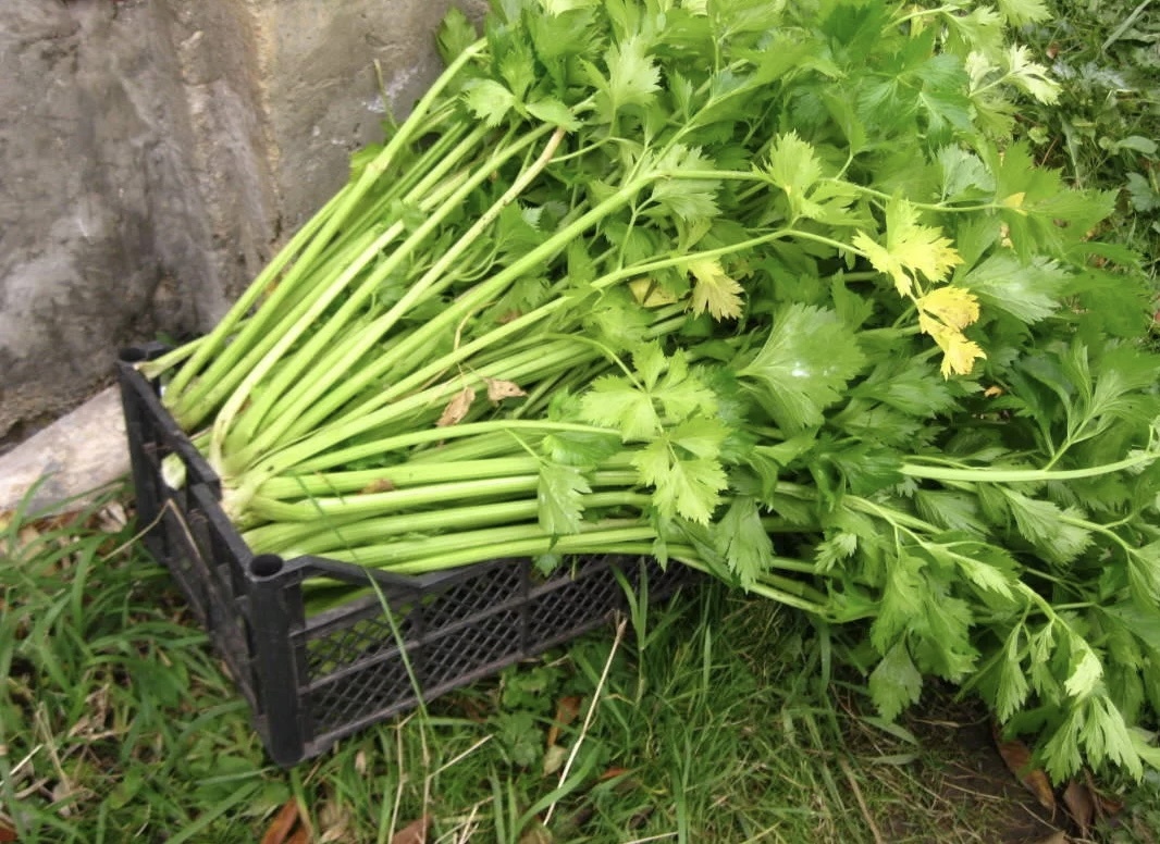 Сельдерей - небольшой рядочек сажаю в парнике