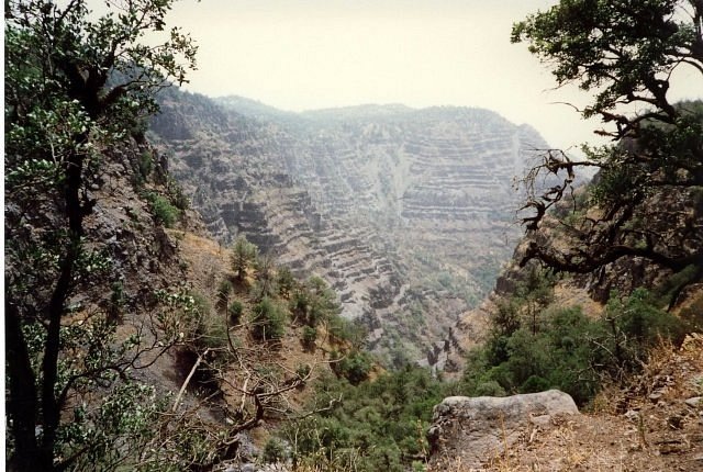 Одна из фотографий Дей Фореста