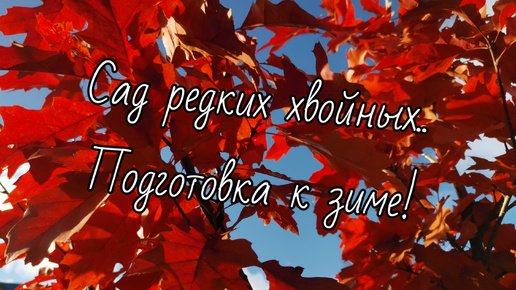 Мечтательница хвойные