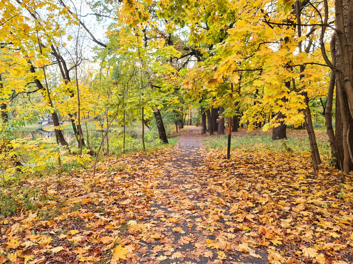 Осенний лес, фото автора