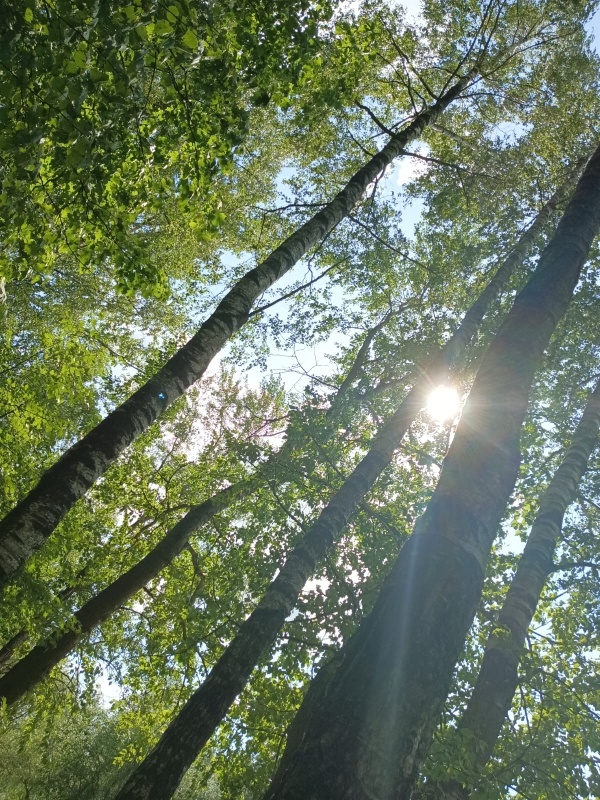  А почему забыли про человечность, правильное отношение к природе и окружающему миру. 