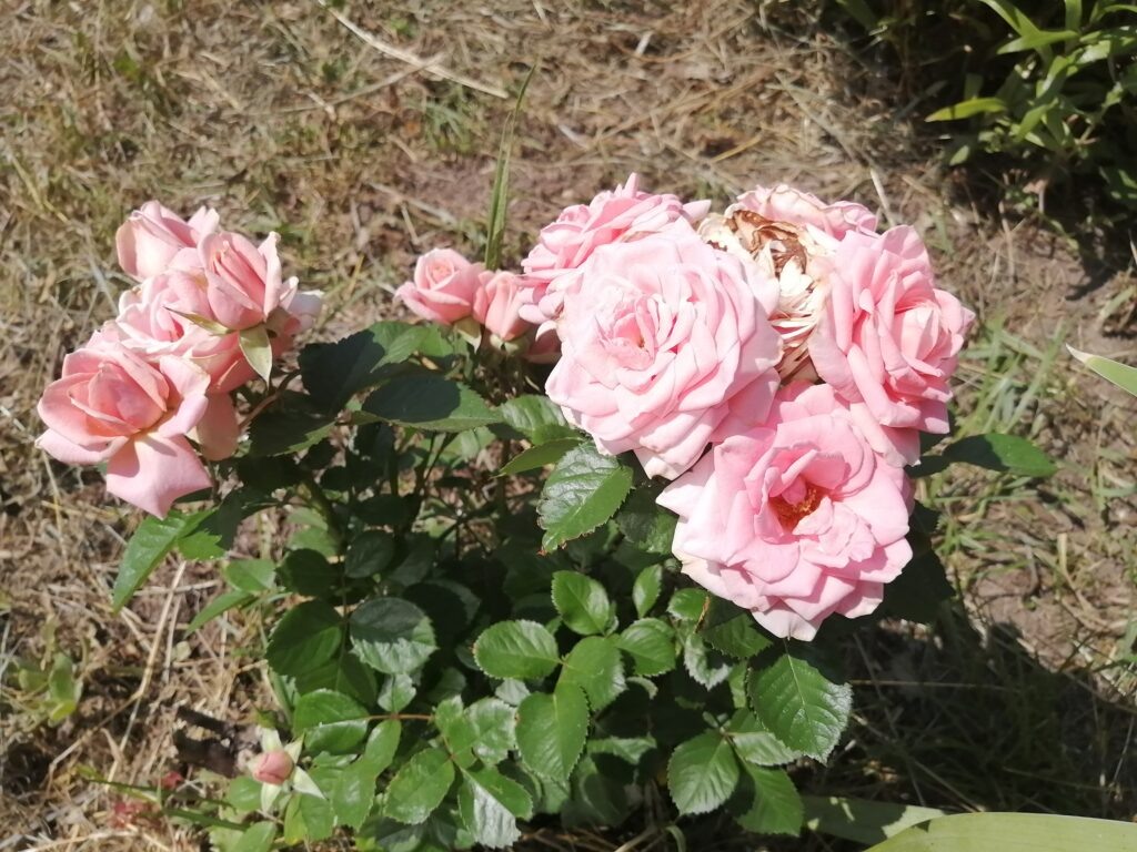 Нежно-розовые розы.