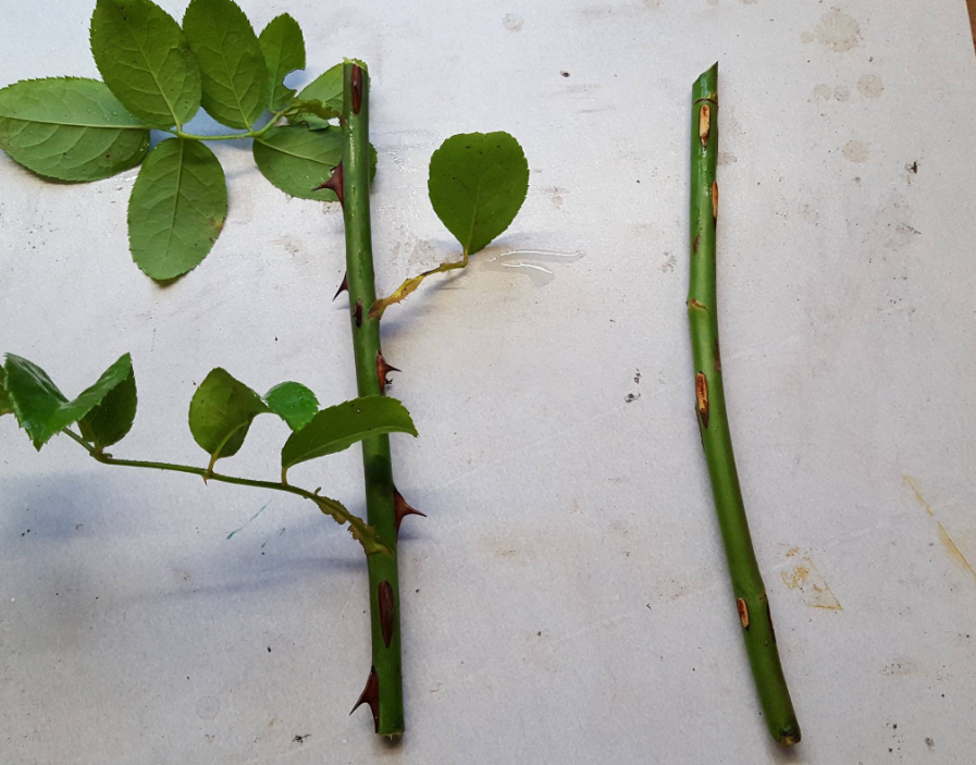 Черенки роз.