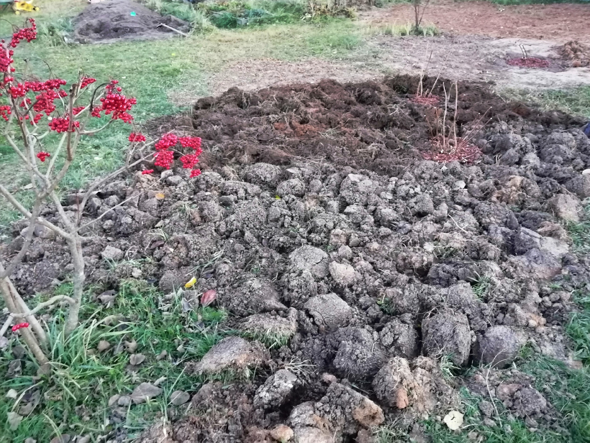 Хорошо видна граница, где перекапывала чуть раньше, а где сейчас. Почти инь и ян получились с центрами в виде гортензий. 
