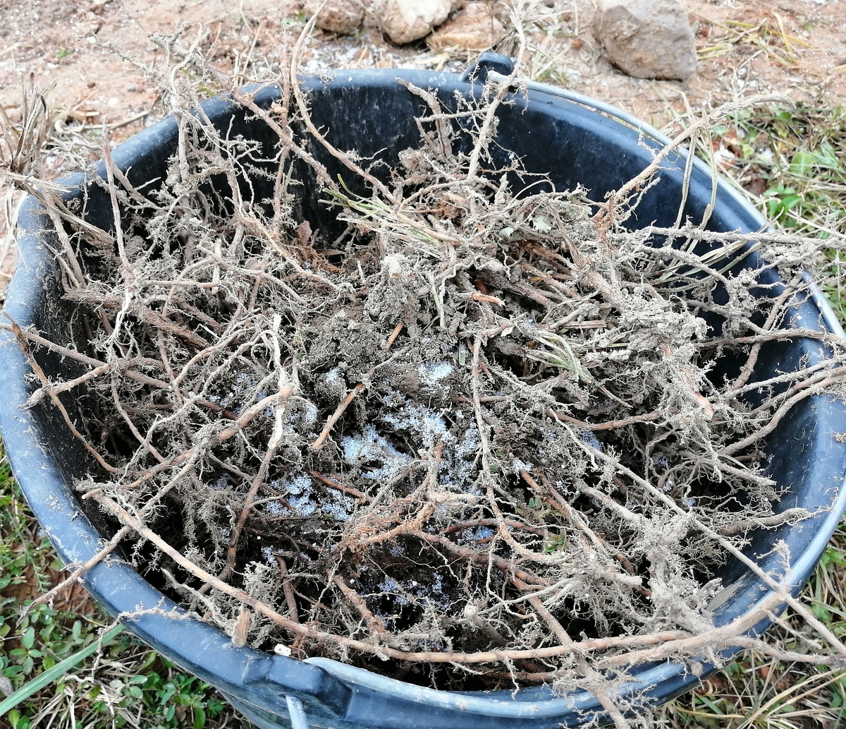 Начала собирать корни. Сегодня уже снег, не знаю, получится ли что-то достать из подмёрзлой земли. 