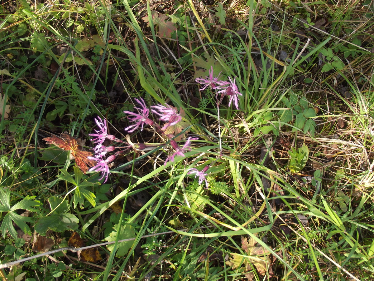 8 октября 2024. Деревня Курилово