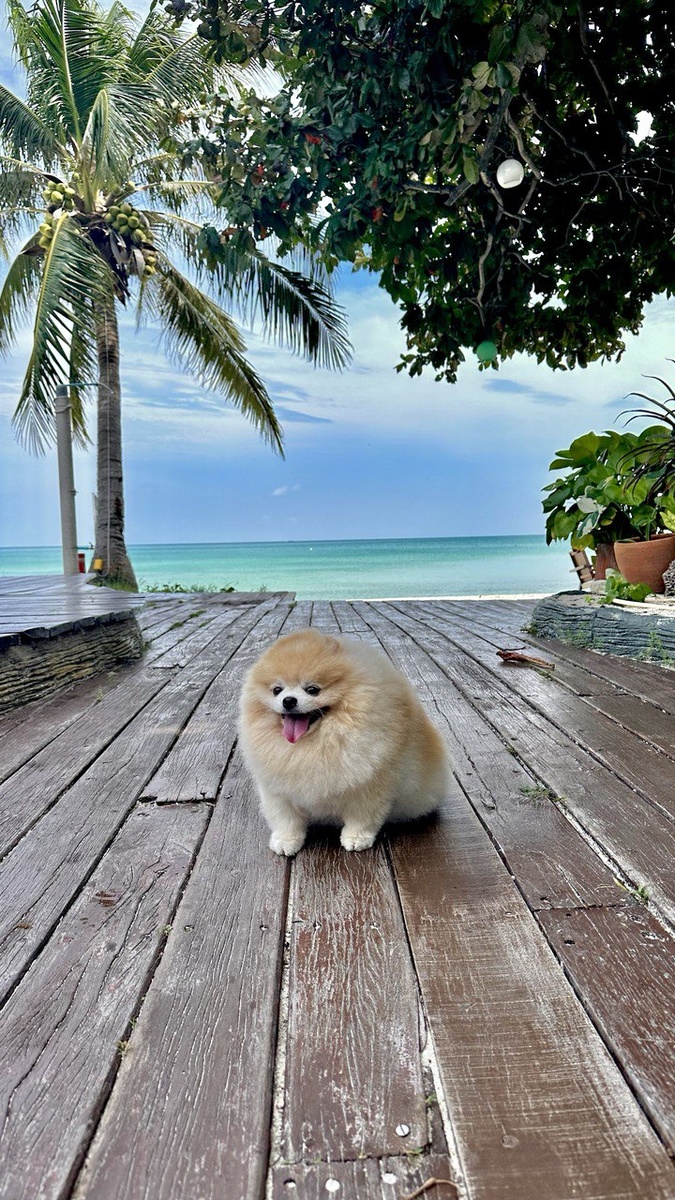 Пончик на пляже Тонг Ной Пан Я на о. Панган в Тайланде
