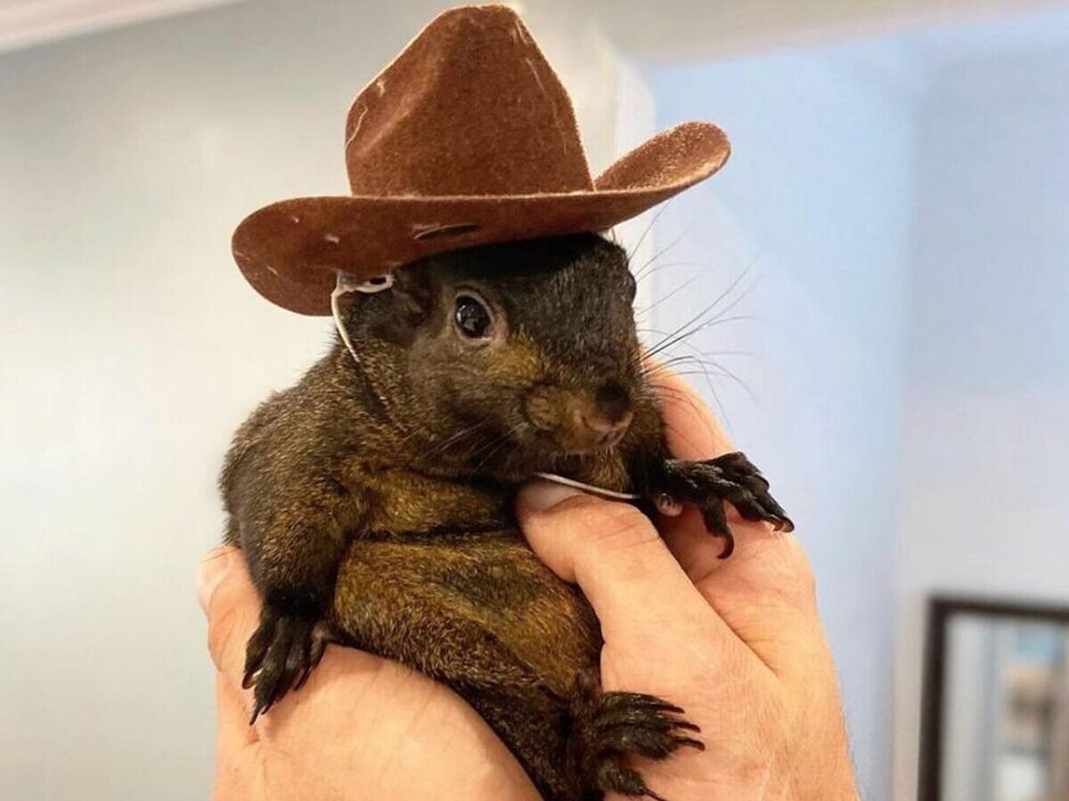    Белка Пинат© Фото : @peanut_the_squirrel12