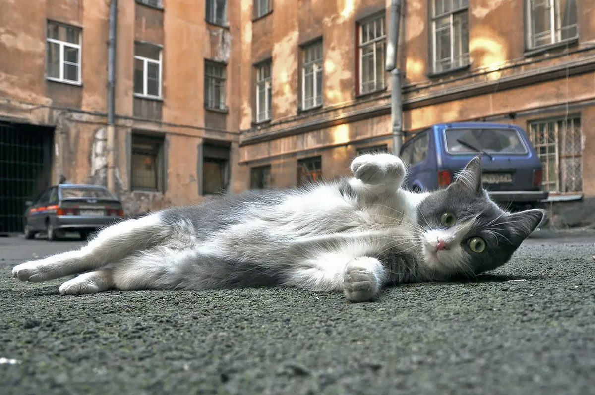 Хранители парадных 🐱