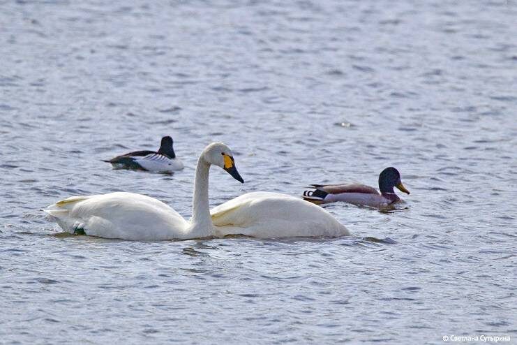    Источник фото: