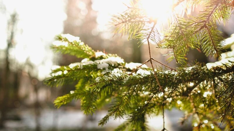     Заморозки, иней. СС0