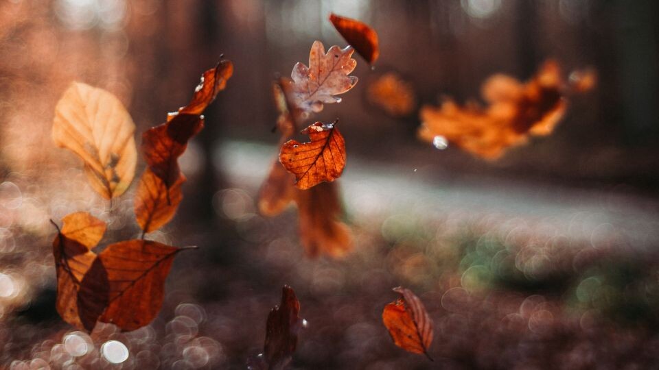    Осень, листья. Источник: unsplash.com