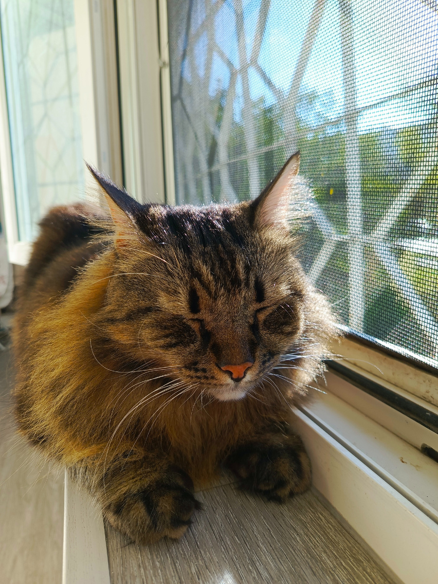 Хозяйка, я знаю, ты читаешь. Помой окна, что-то грязные уже стали.