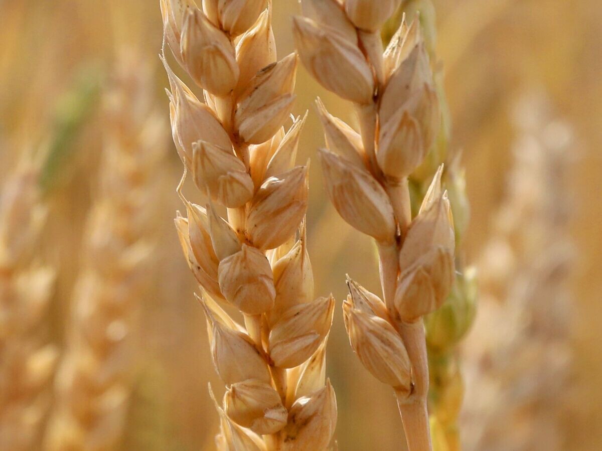    Колосья созревающей пшеницы© РИА Новости . Илья Наймушин