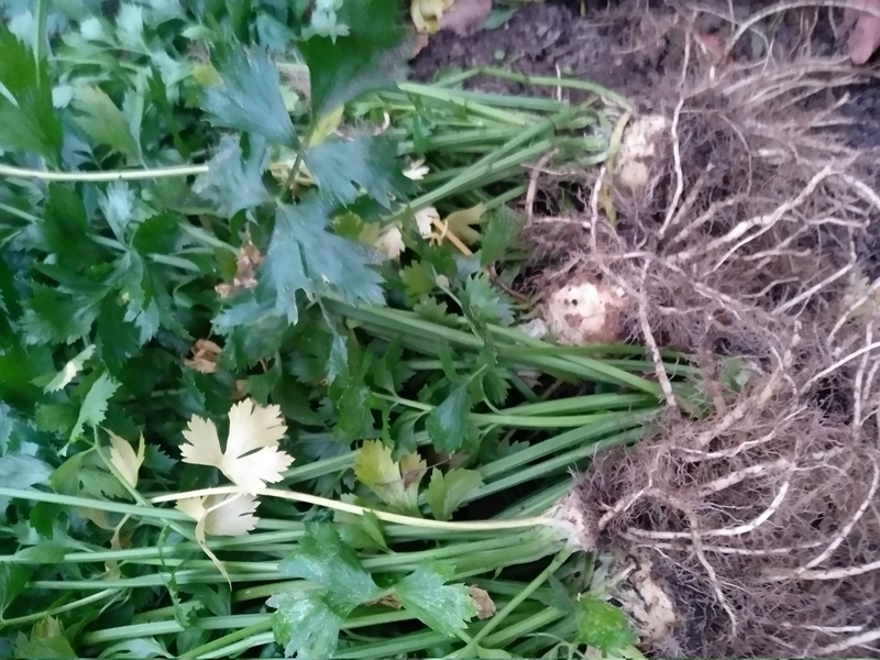 Корневища вместе с листьями после того как вытащила из земли