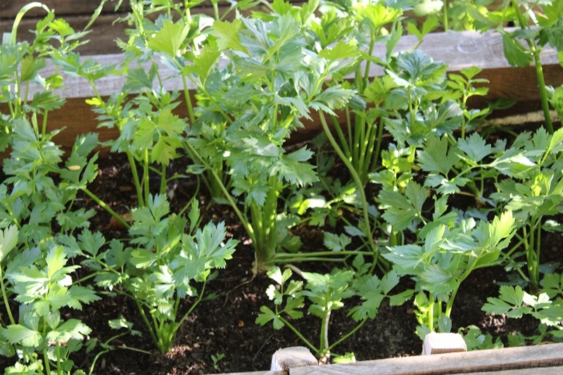 Кустики корневого сельдерея в июле 2024 года