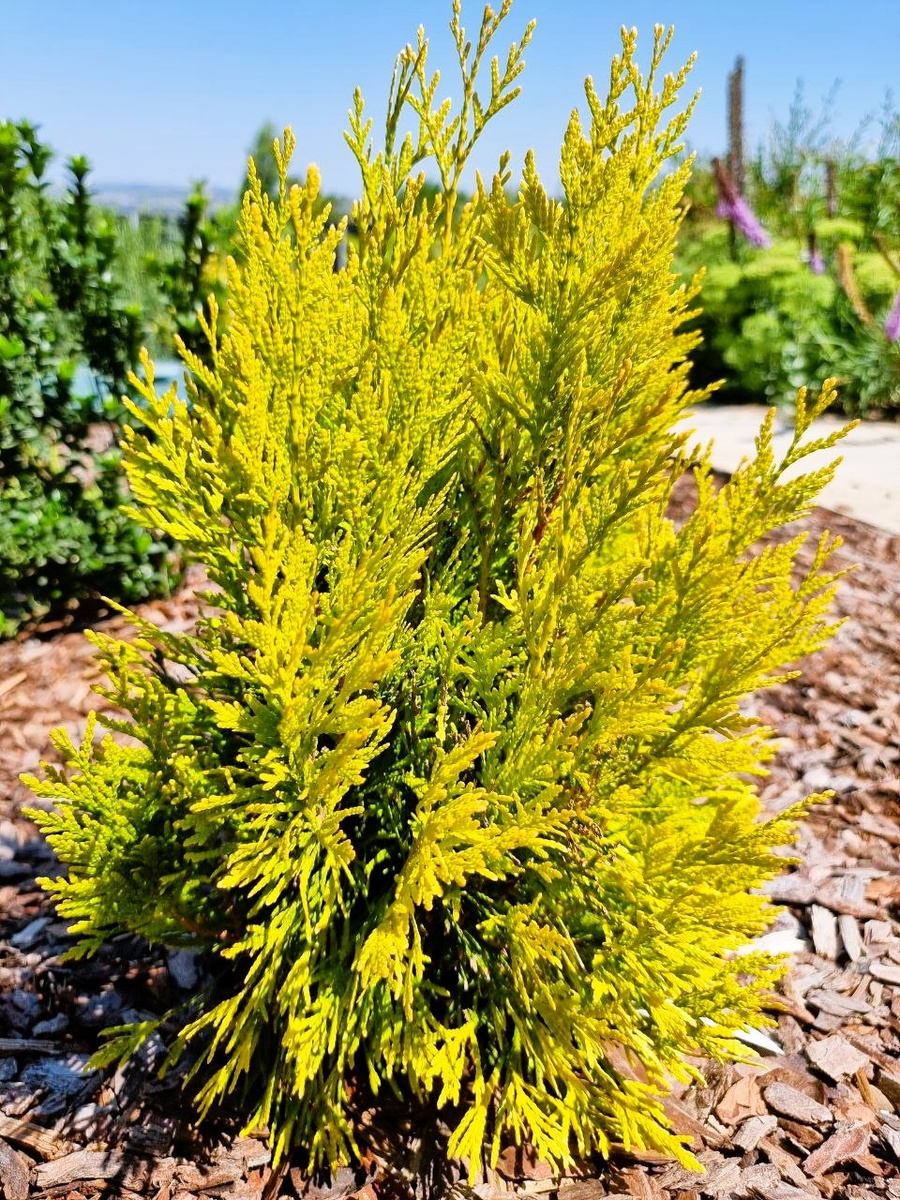 Thuja plicata  ‘4ever Goldy’ в моем саду в Анапе. Замечательный желтый сорт для юга.