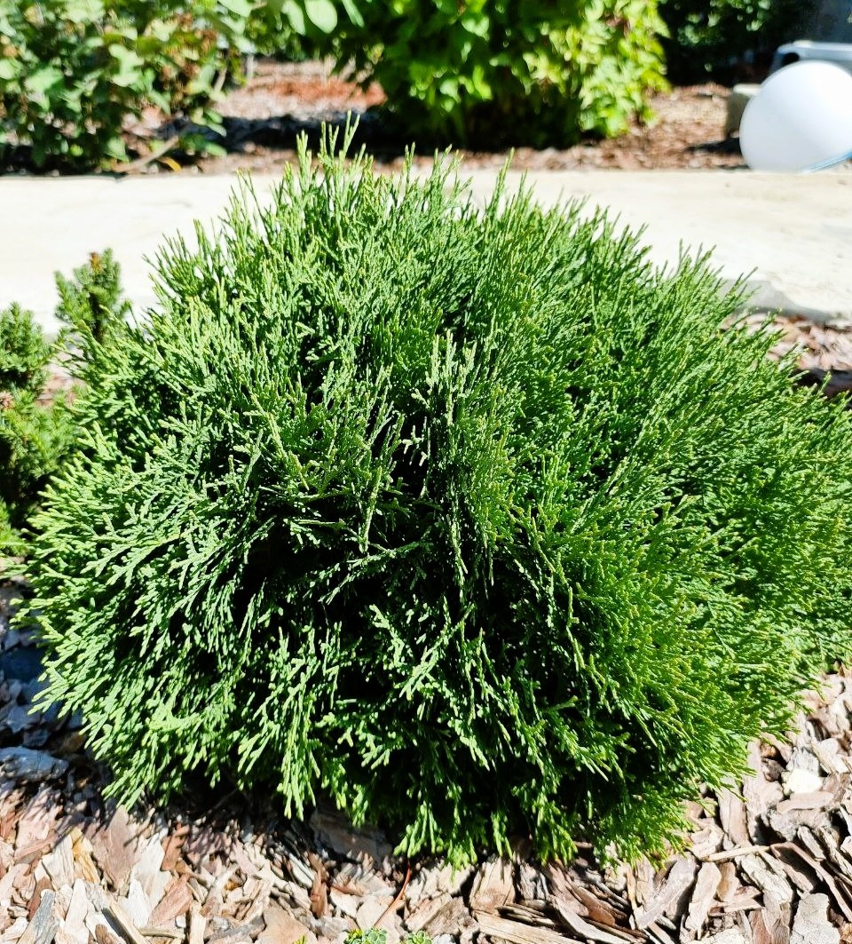 Зеленый "шарик" - Thuja occidentalis ‘Tiny Tim’.