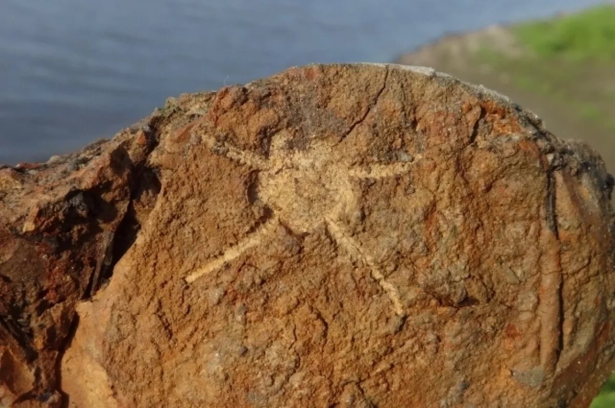    Отпечатки офиур - близких родственников морских звезд в породе