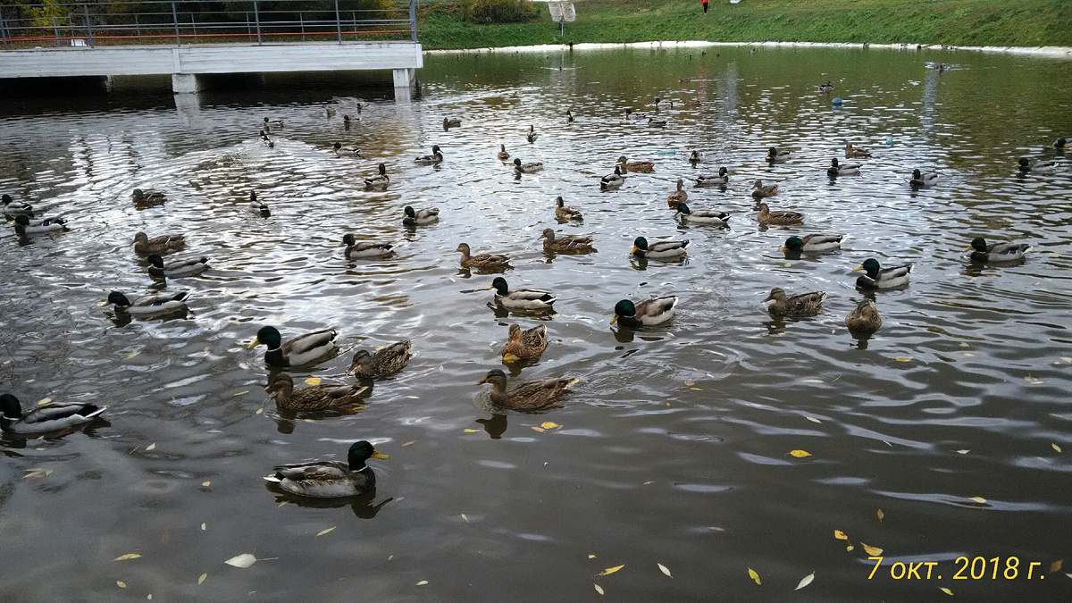 Дикие утки в пруду. Посмотрите, насколько они красивы! Фото автора.