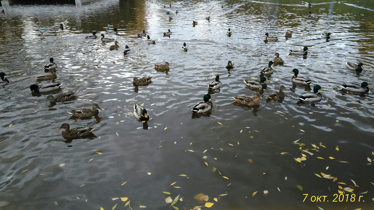 Здесь и серые уточки, и кряквы, с зелеными шеями! Фото автора.