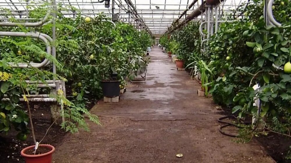     Источник: https://lemonarium.ru