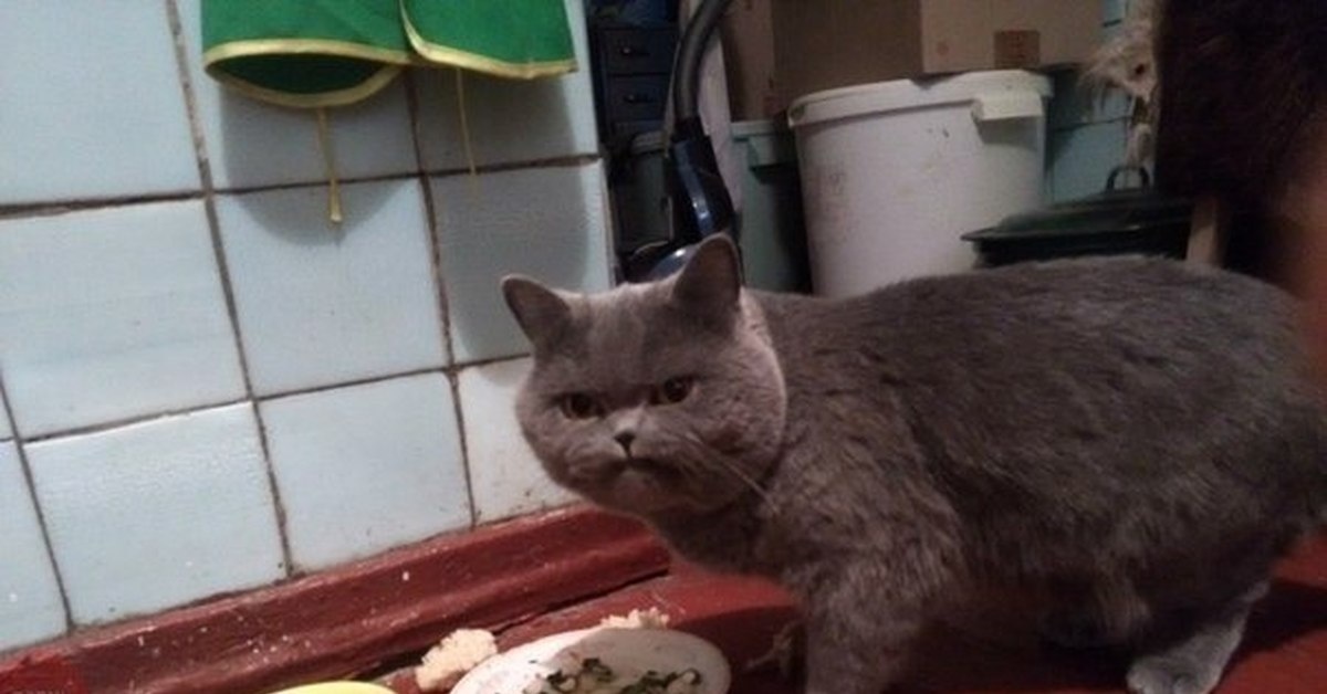 Добавьте описание