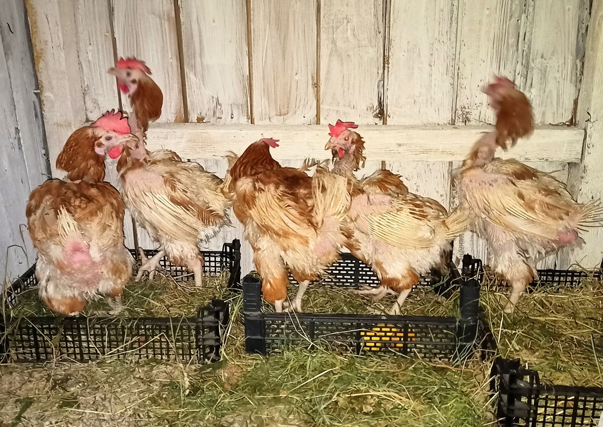 Таких птиц я купила на птицефабрике. Здесь им всего 1 год.